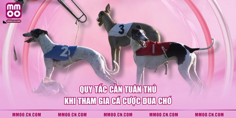 Quy tắc cần tuân thủ khi tham gia cá cược đua chó